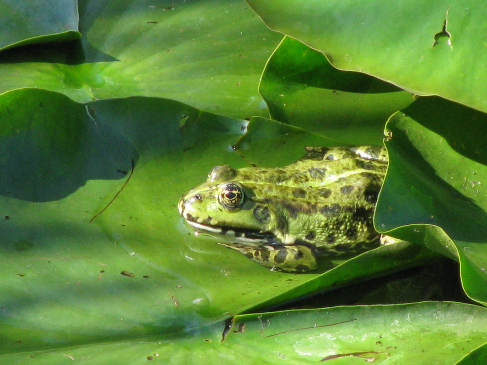 Frosch