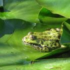 Frosch