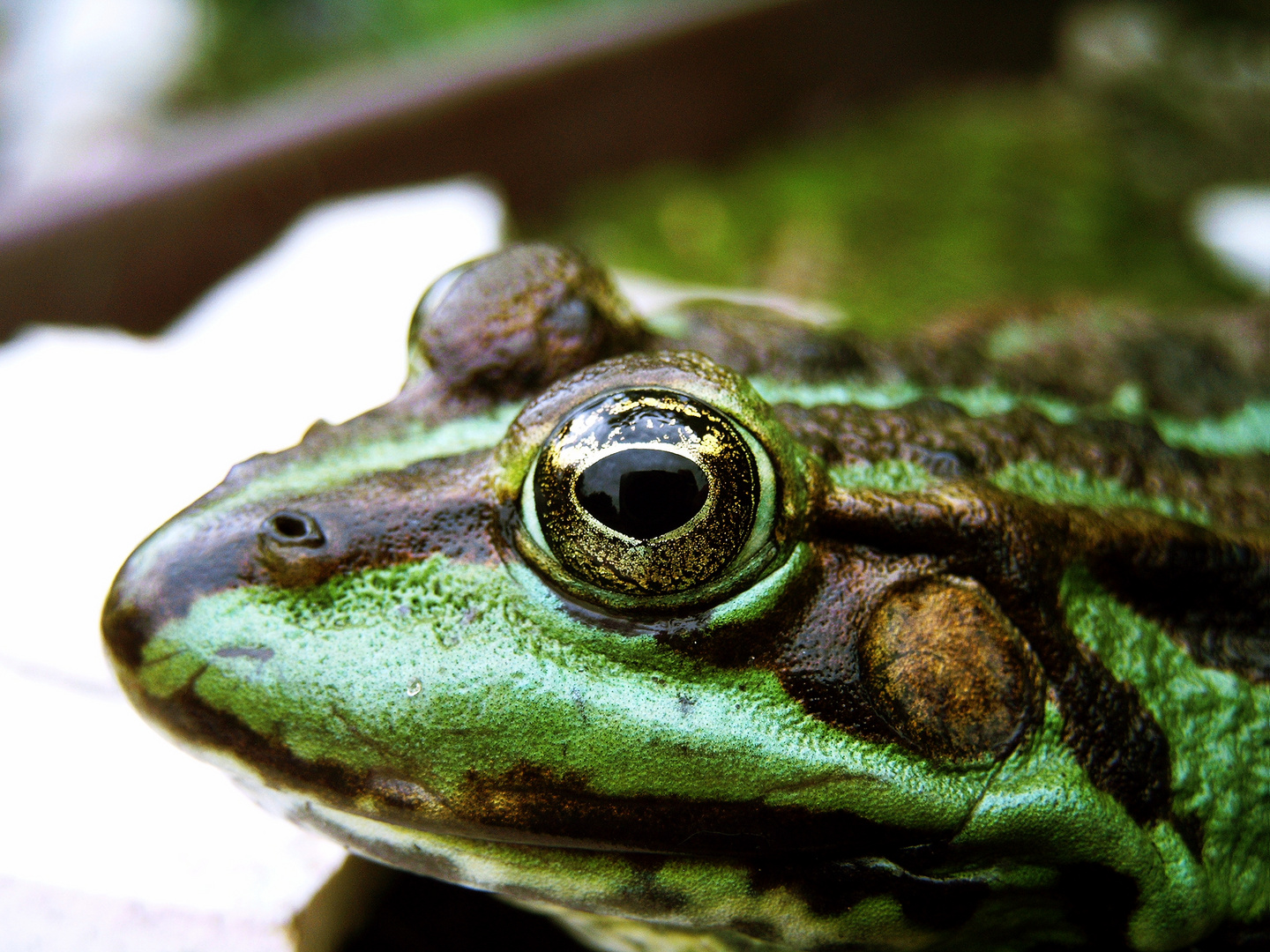 Frosch