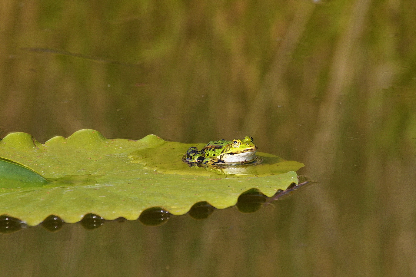 Frosch