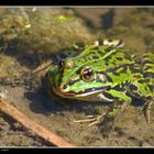 Frosch