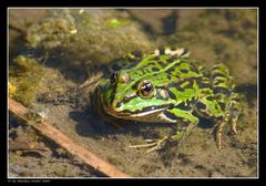 Frosch