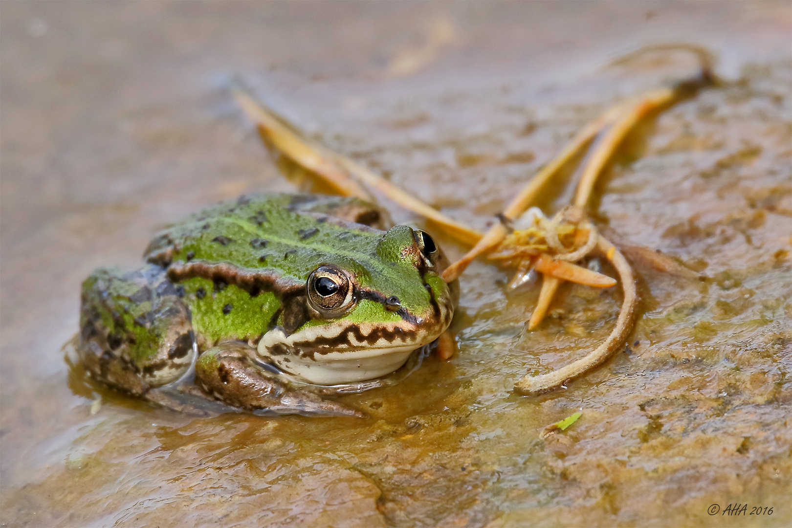 Frosch