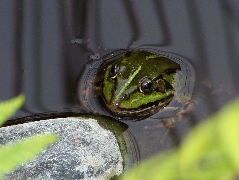 Frosch