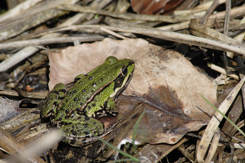 Frosch