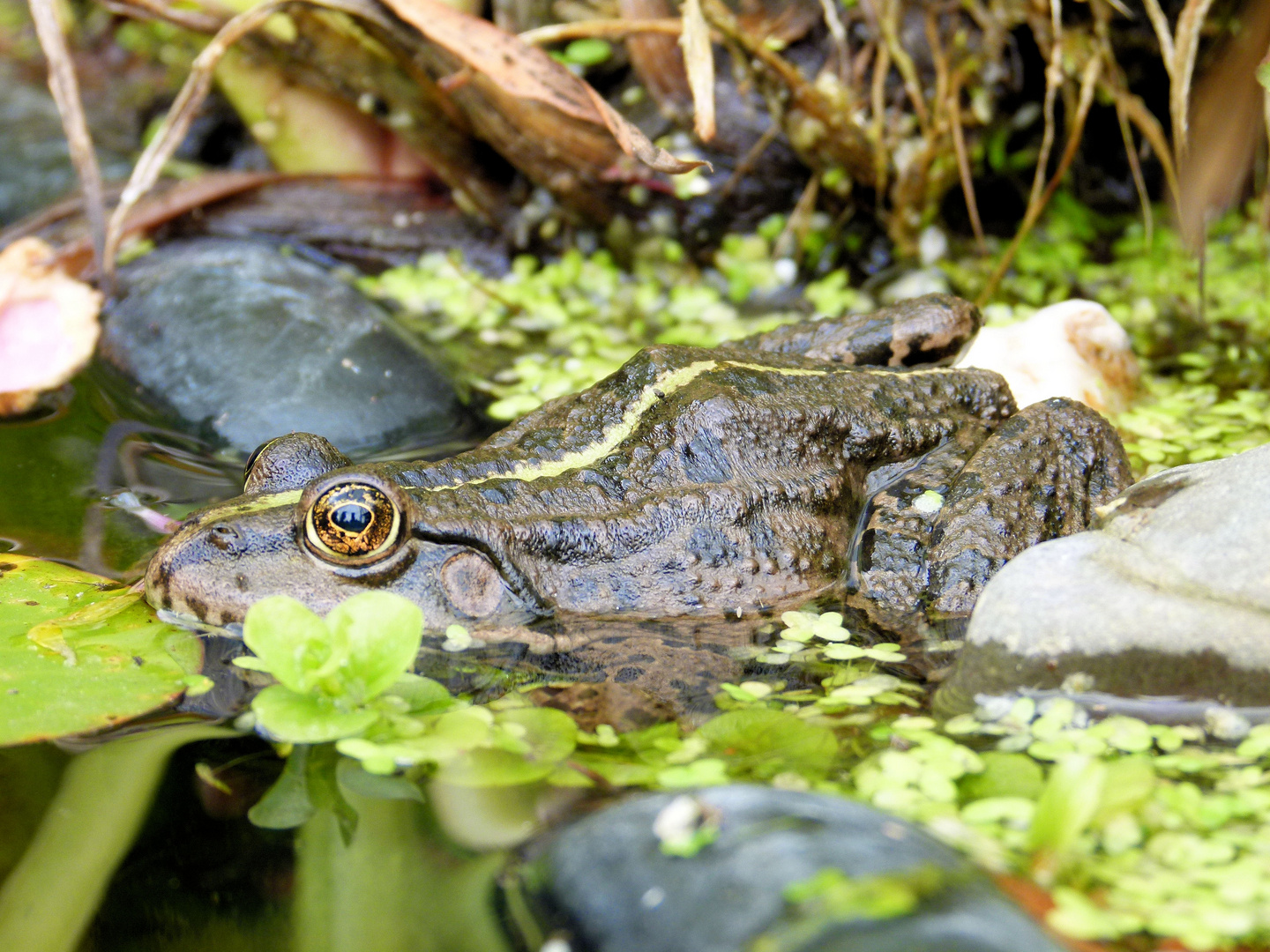 Frosch