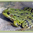 Frosch