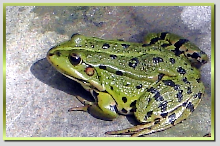 Frosch