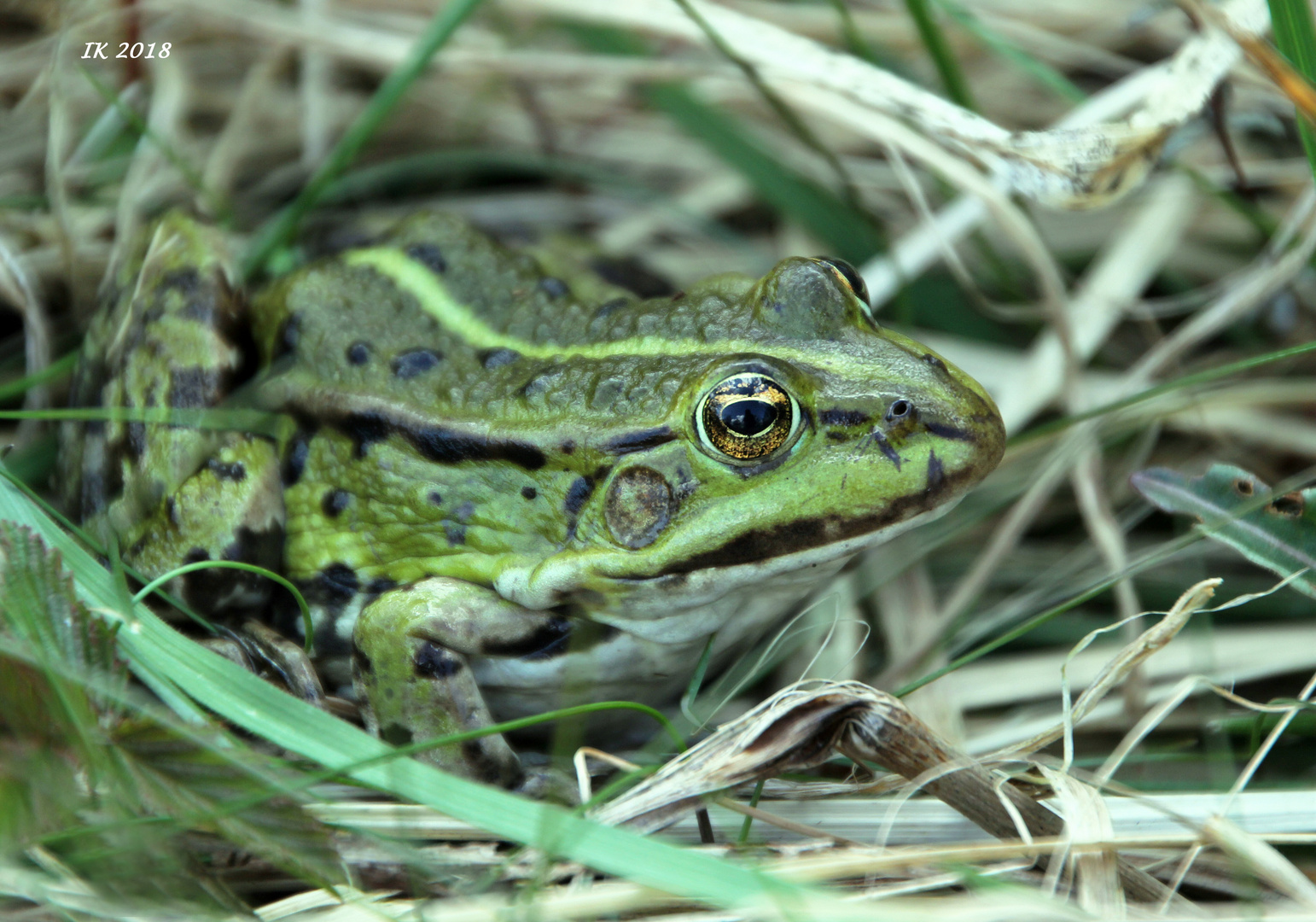 Frosch