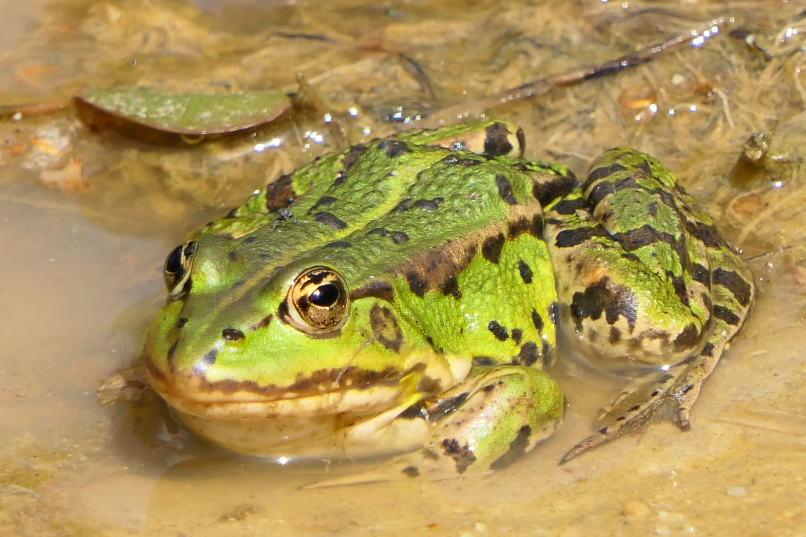 ______Frosch______