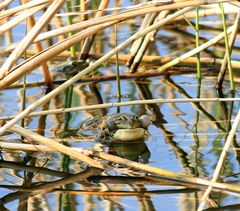 Frosch