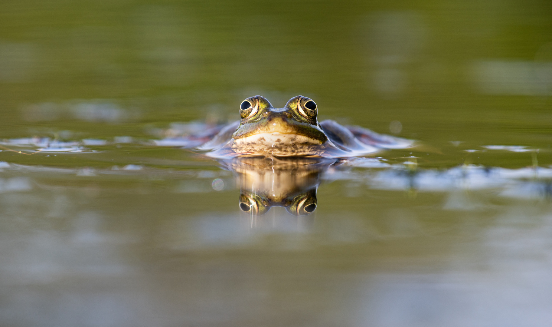 __________Frosch__________