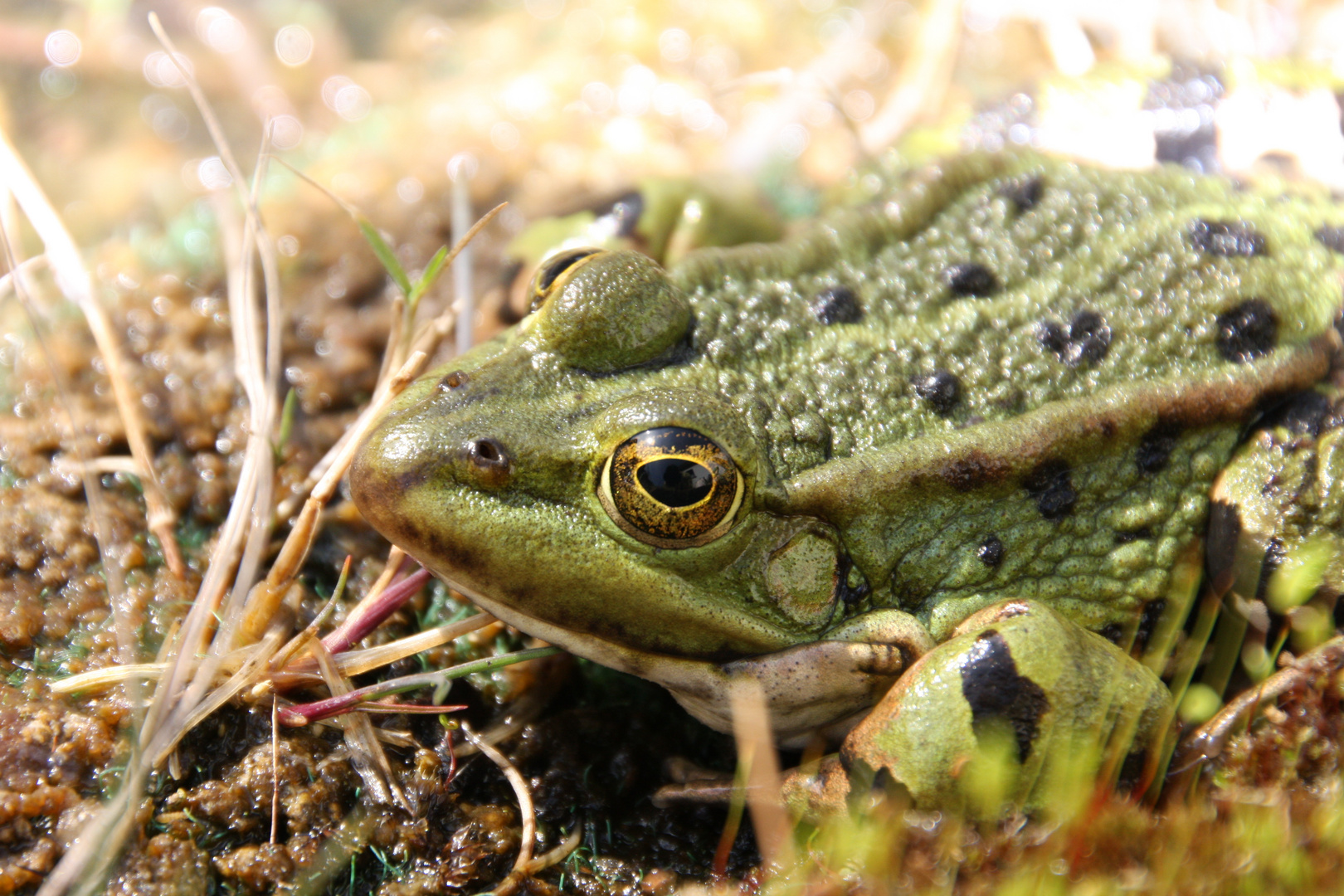 Frosch