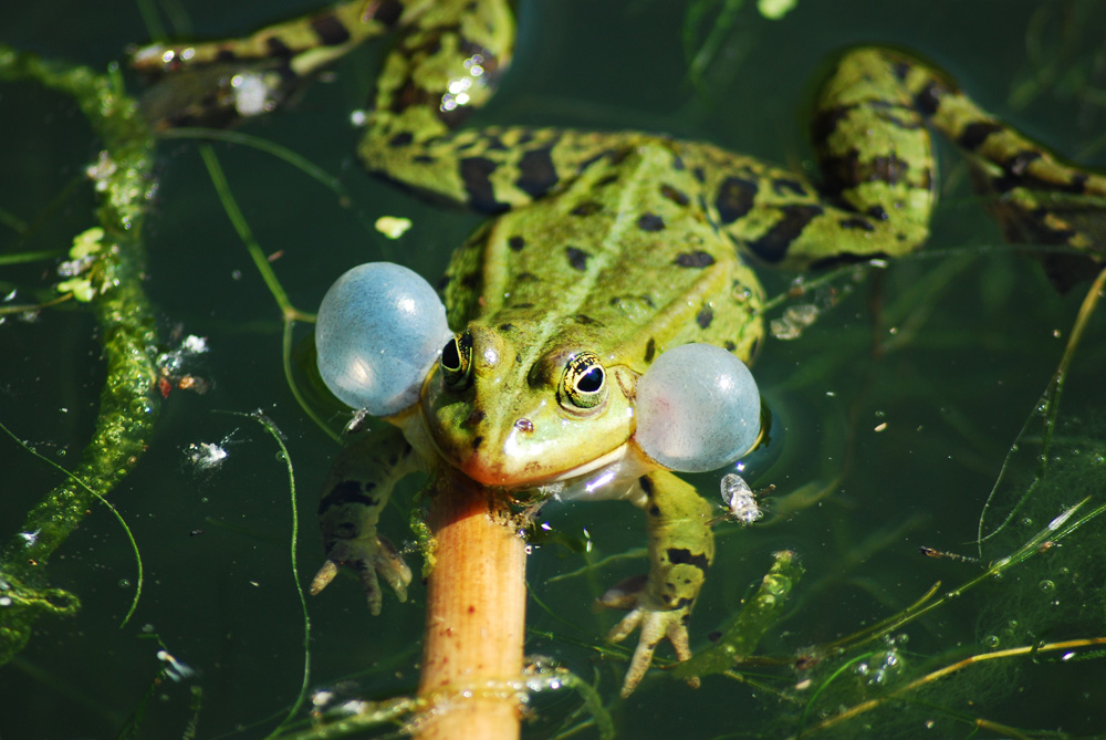 Frosch