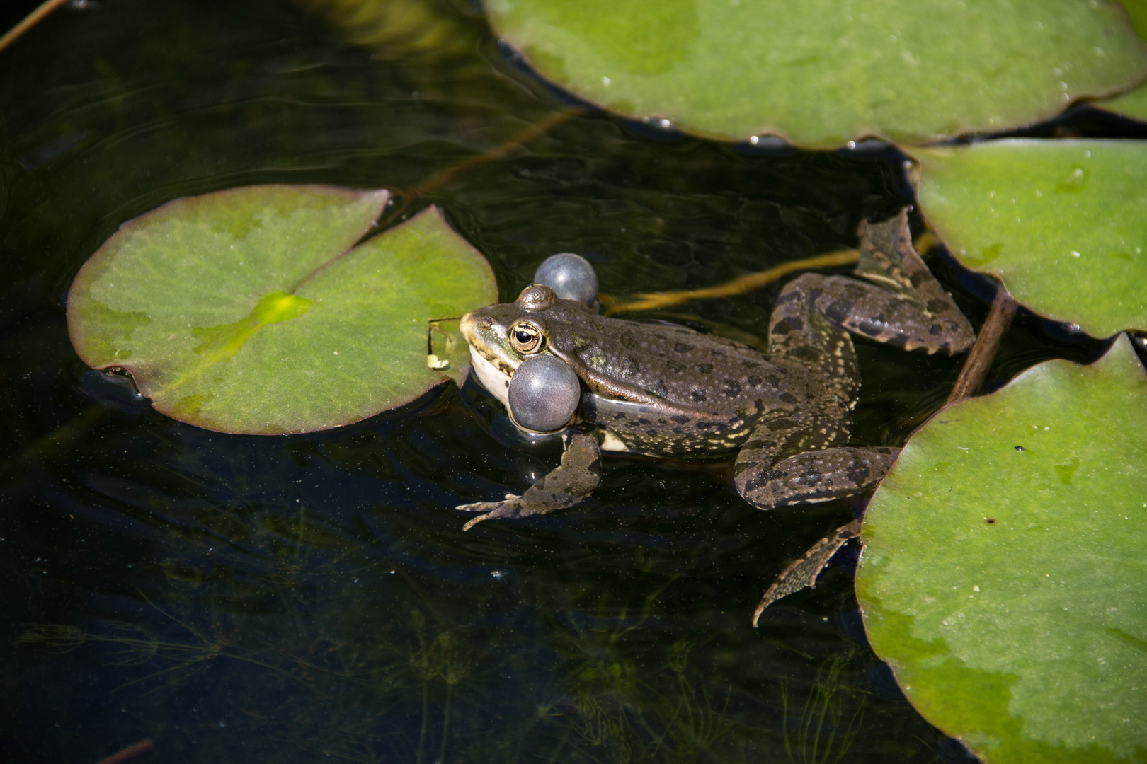 Frosch