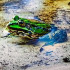 Frosch