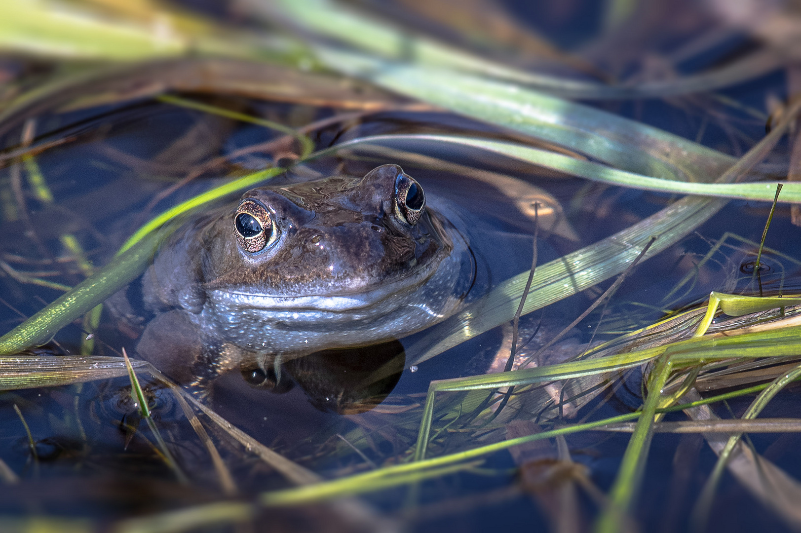 Frosch