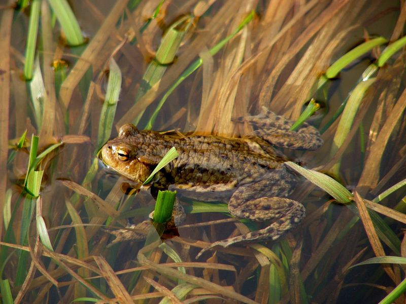 Frosch