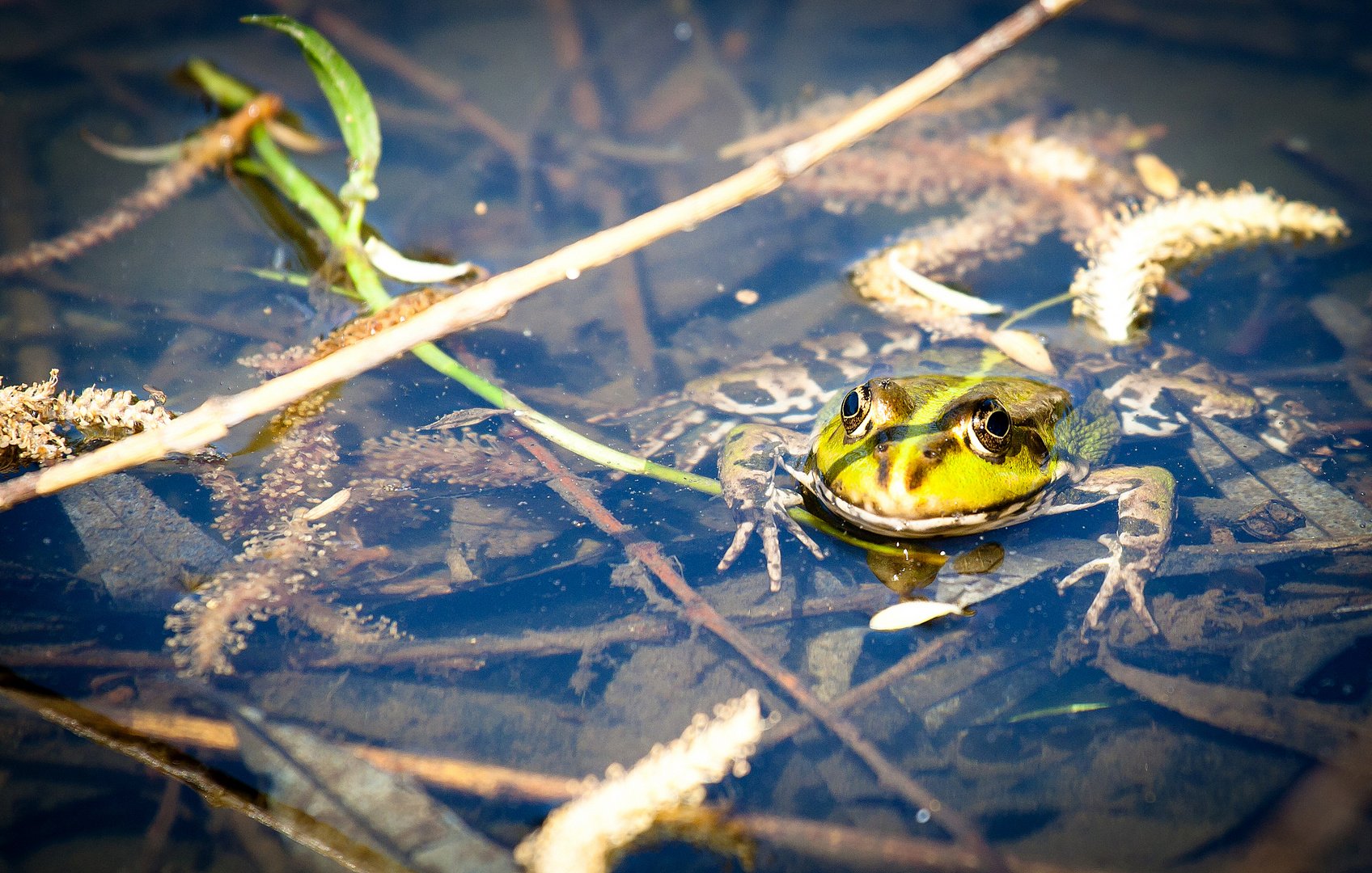 Frosch