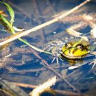 Frosch