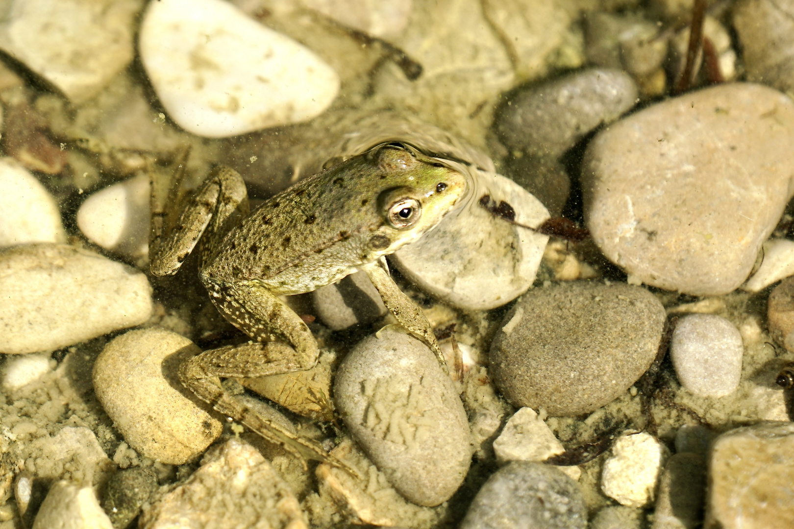 Frosch