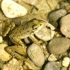 Frosch