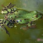 Frosch 4