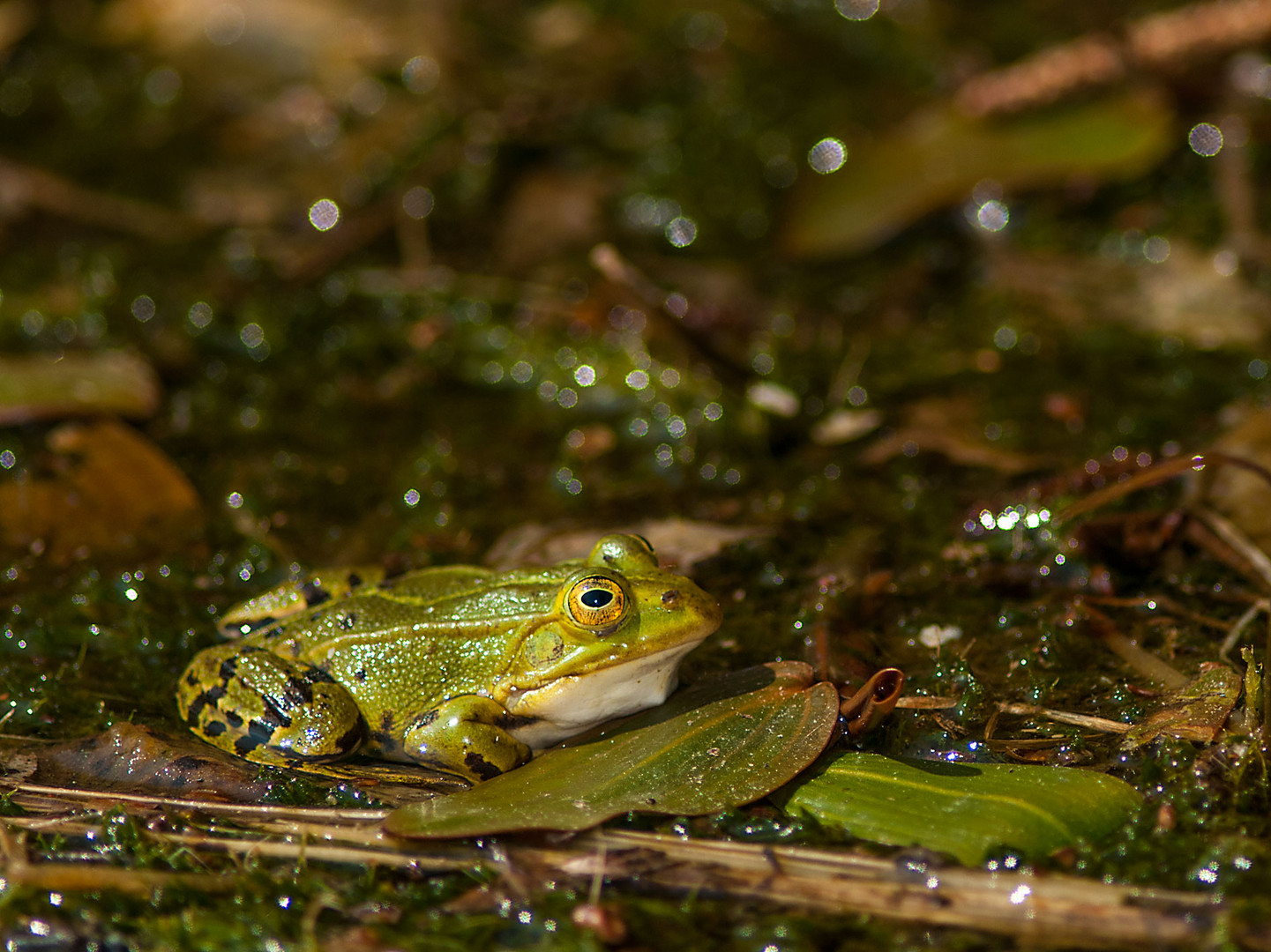 Frosch - 4