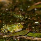 Frosch - 4