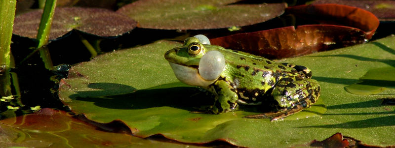 frosch