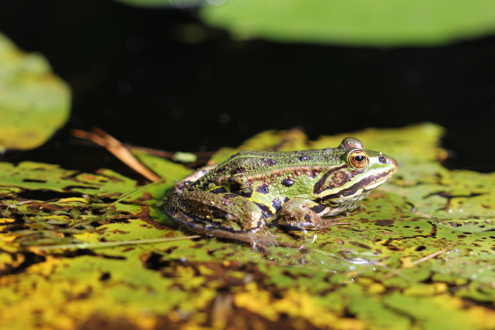 Frosch