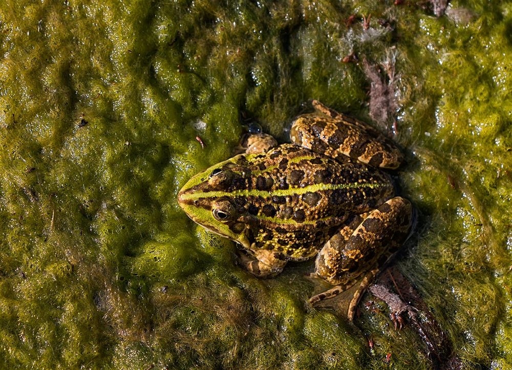 Frosch