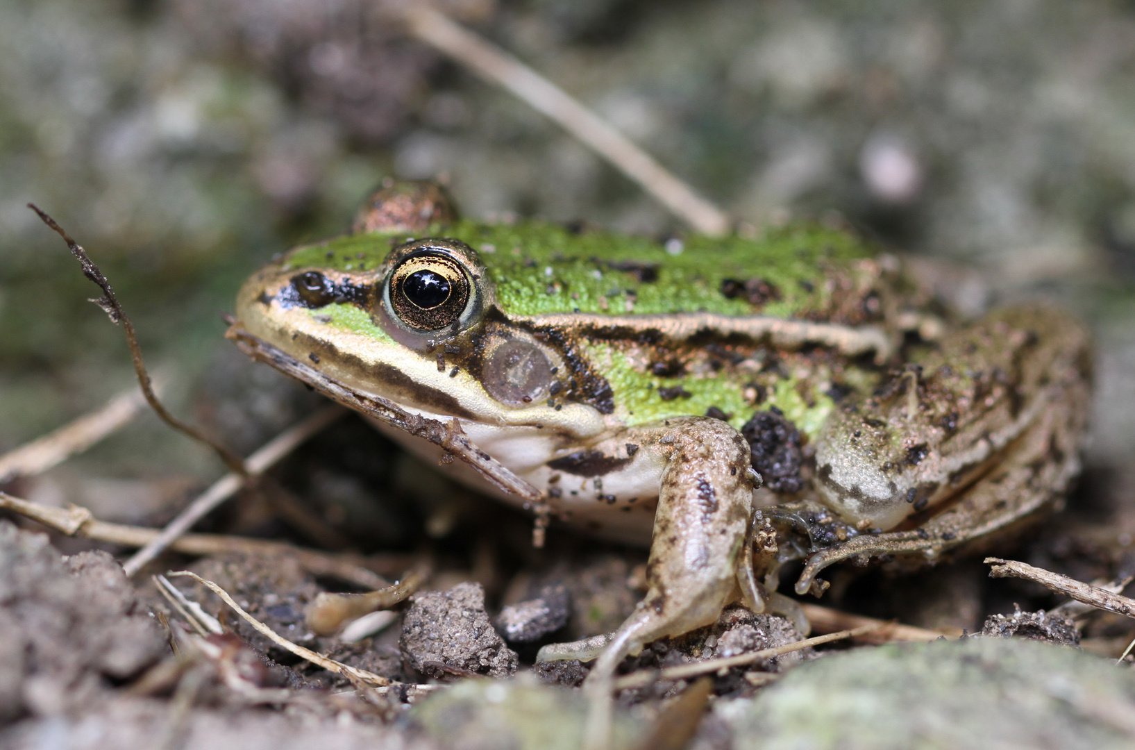 Frosch