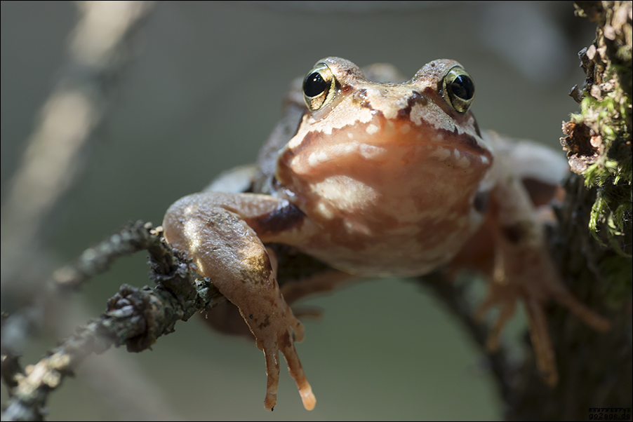 [ Frosch ]