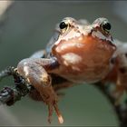 [ Frosch ]