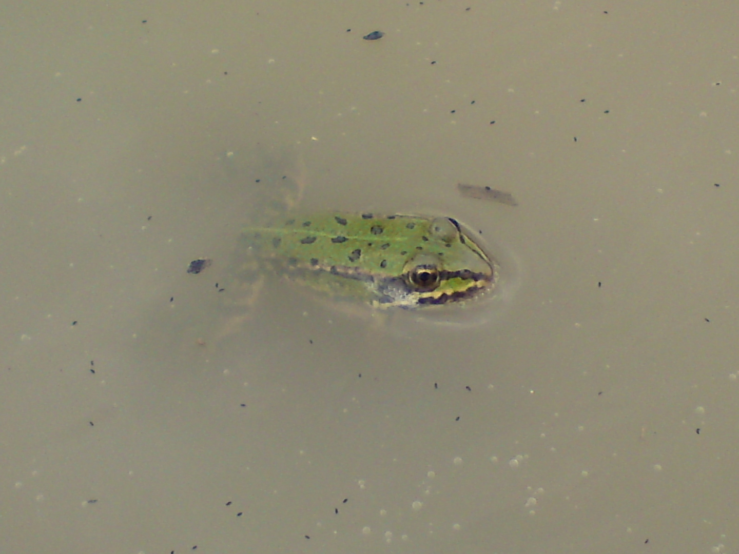 Frosch