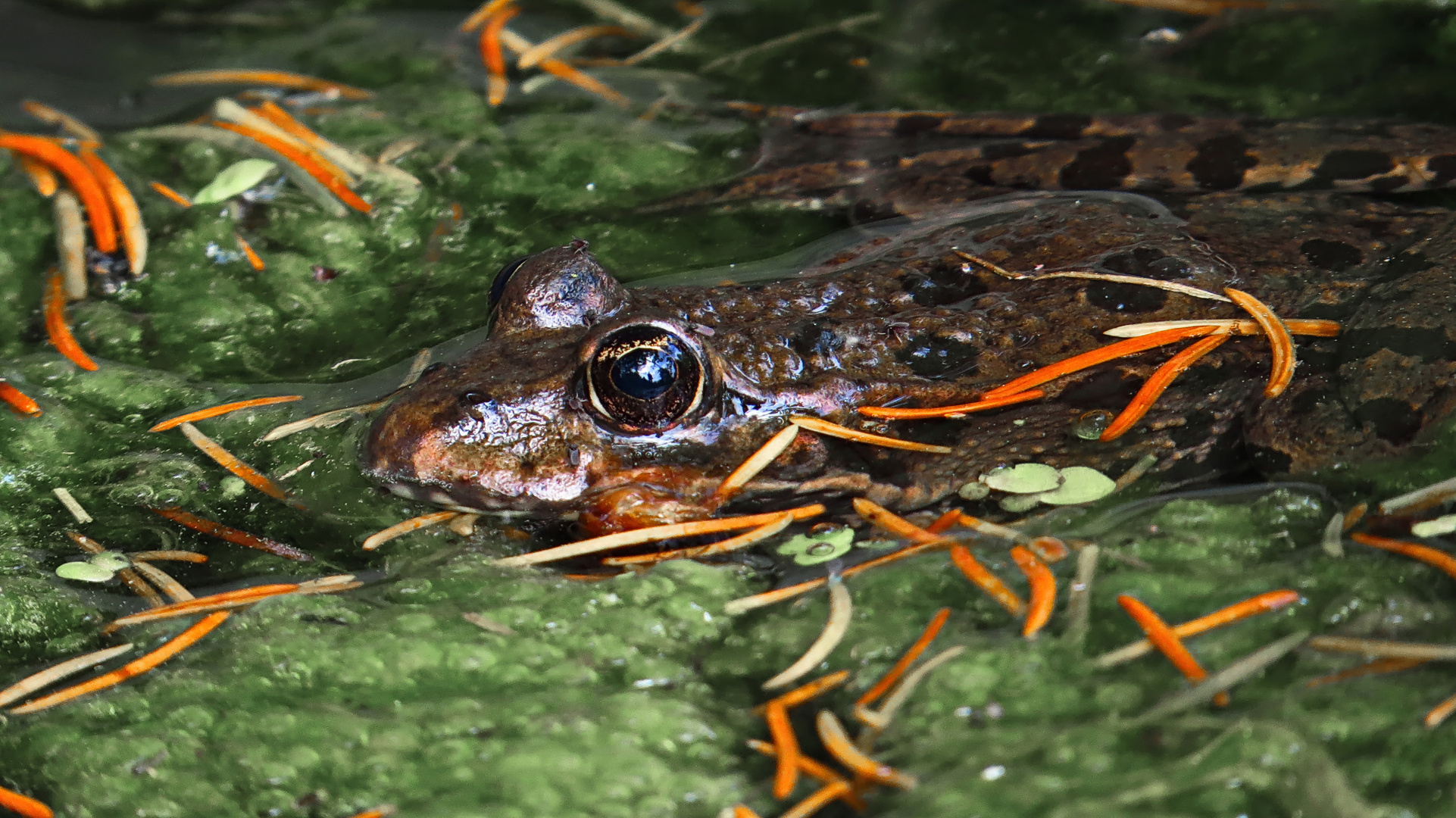 Frosch