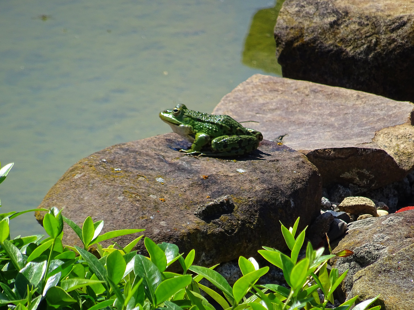 Frosch