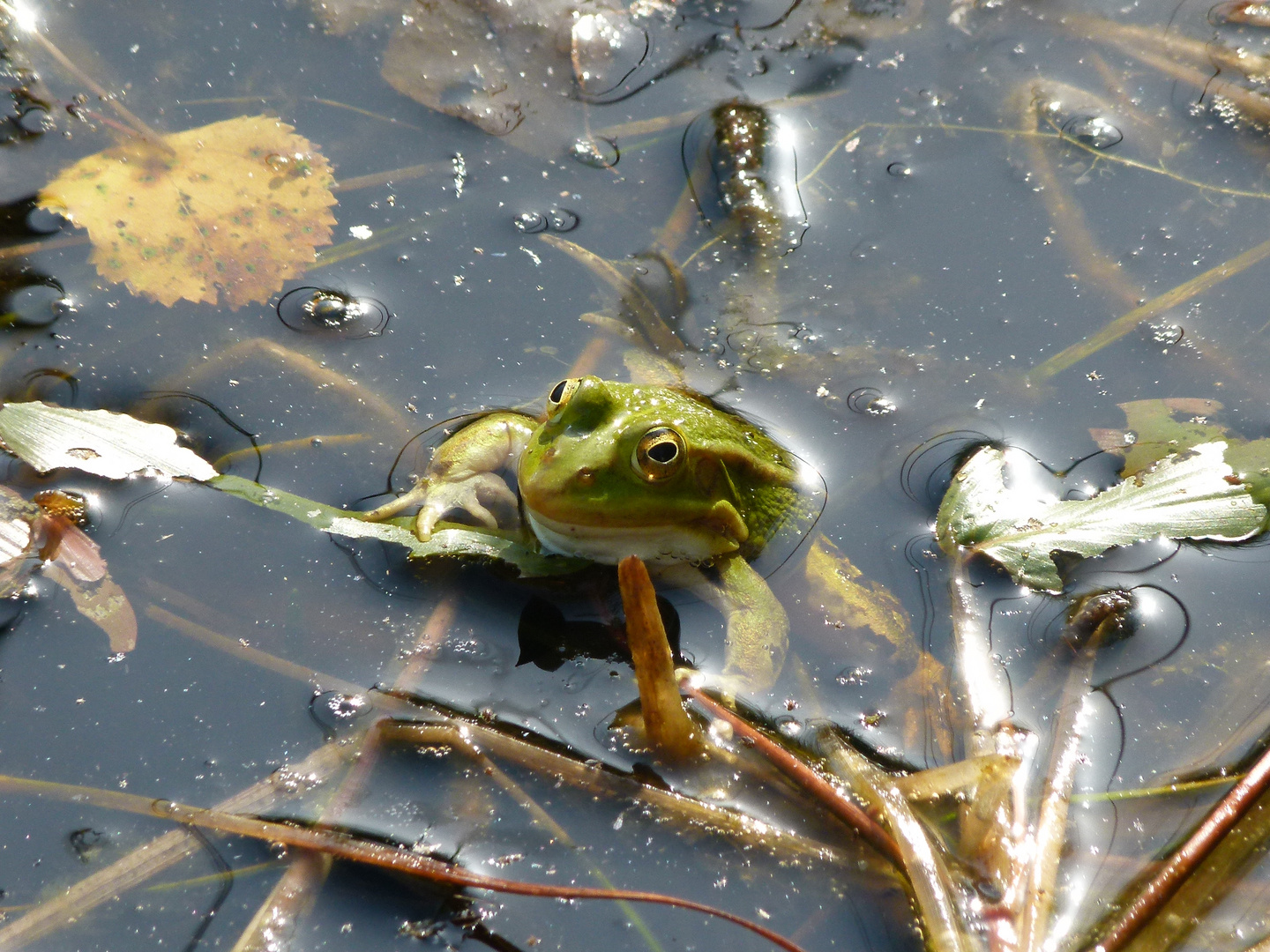 Frosch