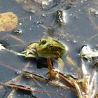 Frosch