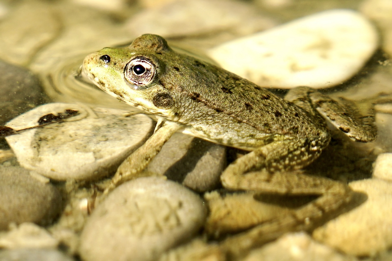 Frosch