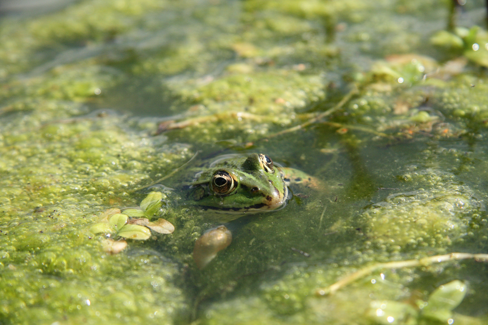 Frosch