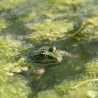 Frosch