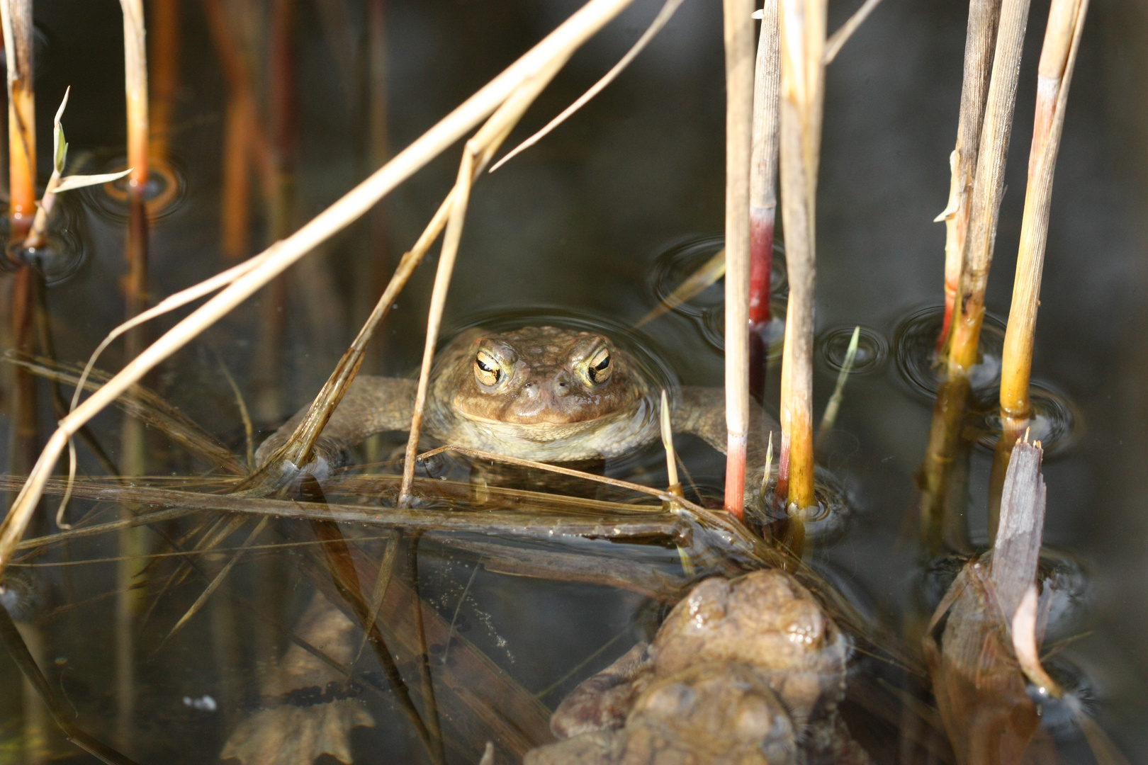 Frosch