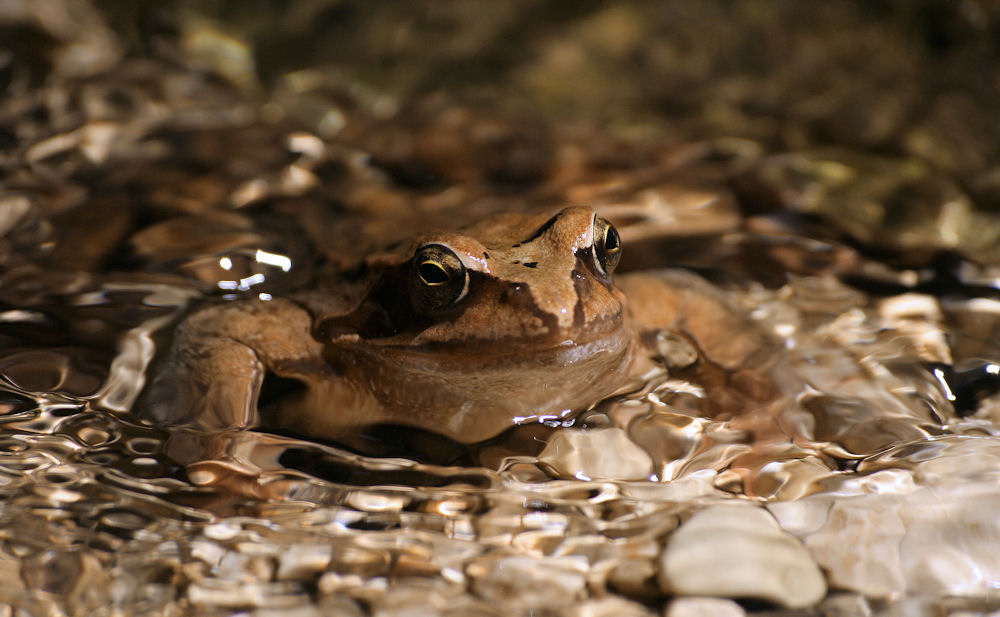 Frosch