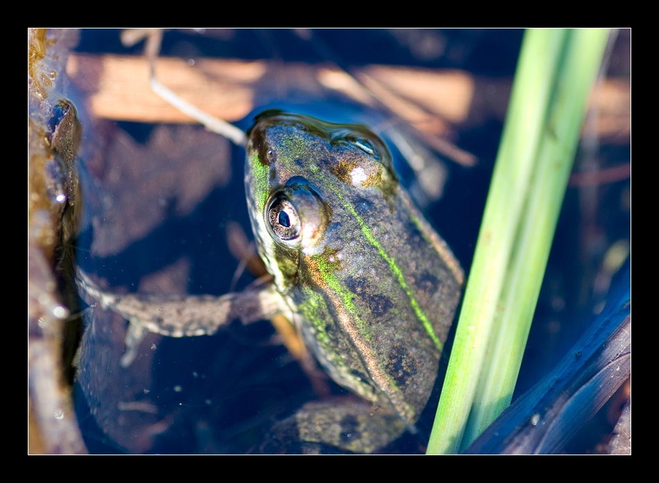 Frosch