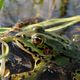 Frosch