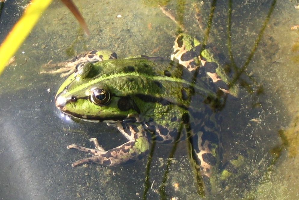 Frosch