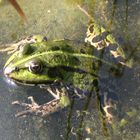 Frosch