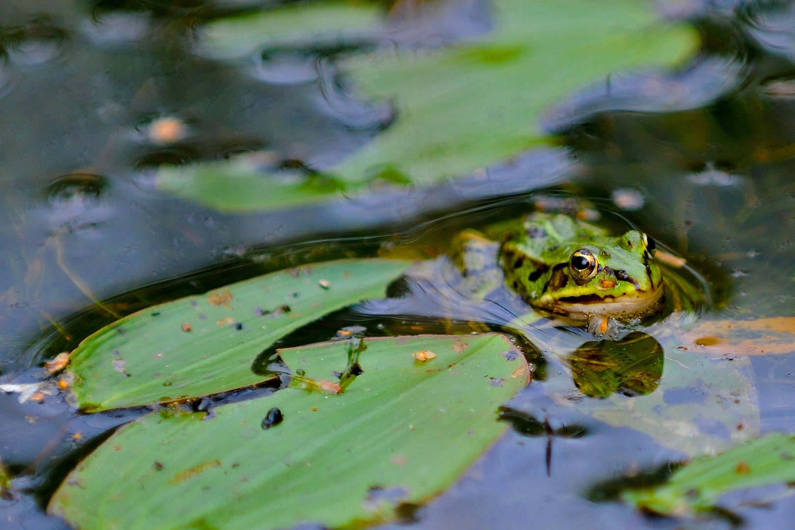 Frosch - 5